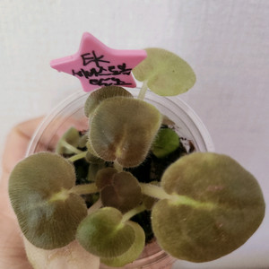 ek세바스토볼왈츠.러시아바이올렛