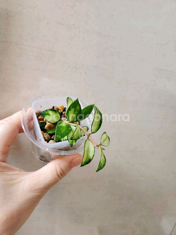 호야트리칼라브루노--0