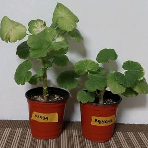 제라늄 일괄분양