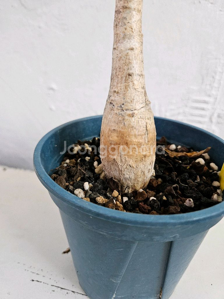 파키포디움 데카리 아프리카식물--1