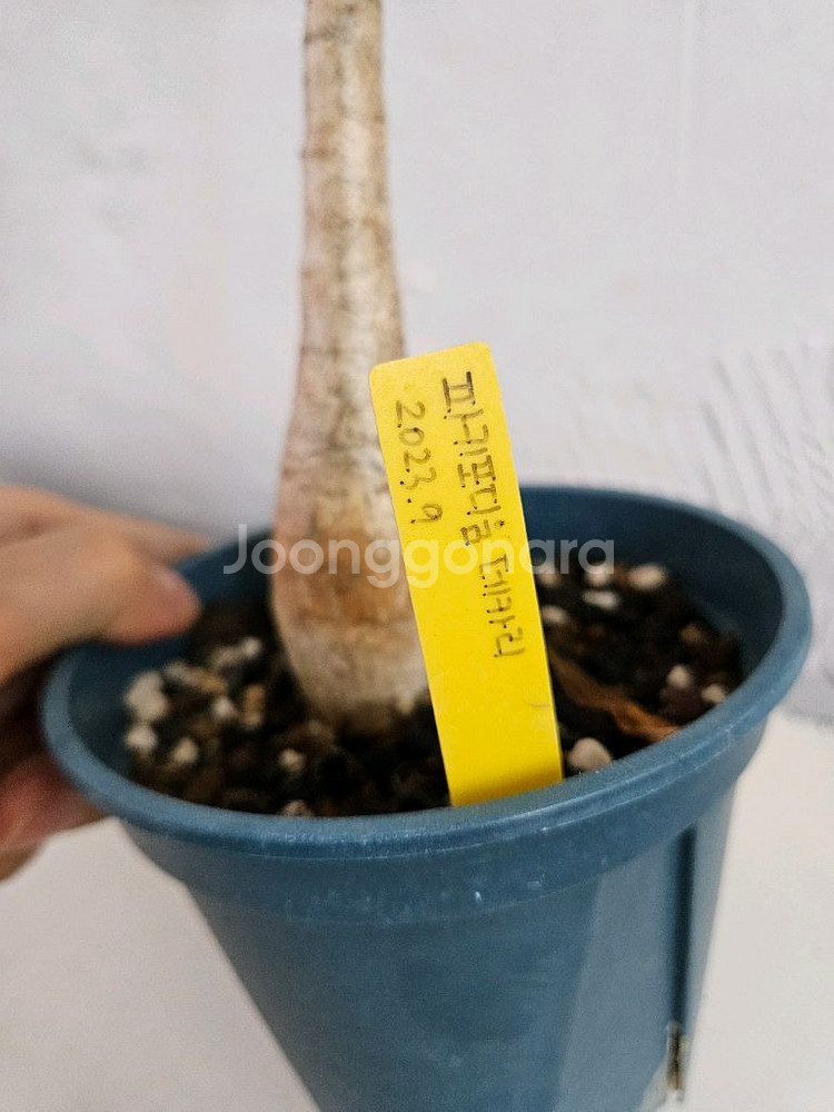 파키포디움 데카리 아프리카식물--2