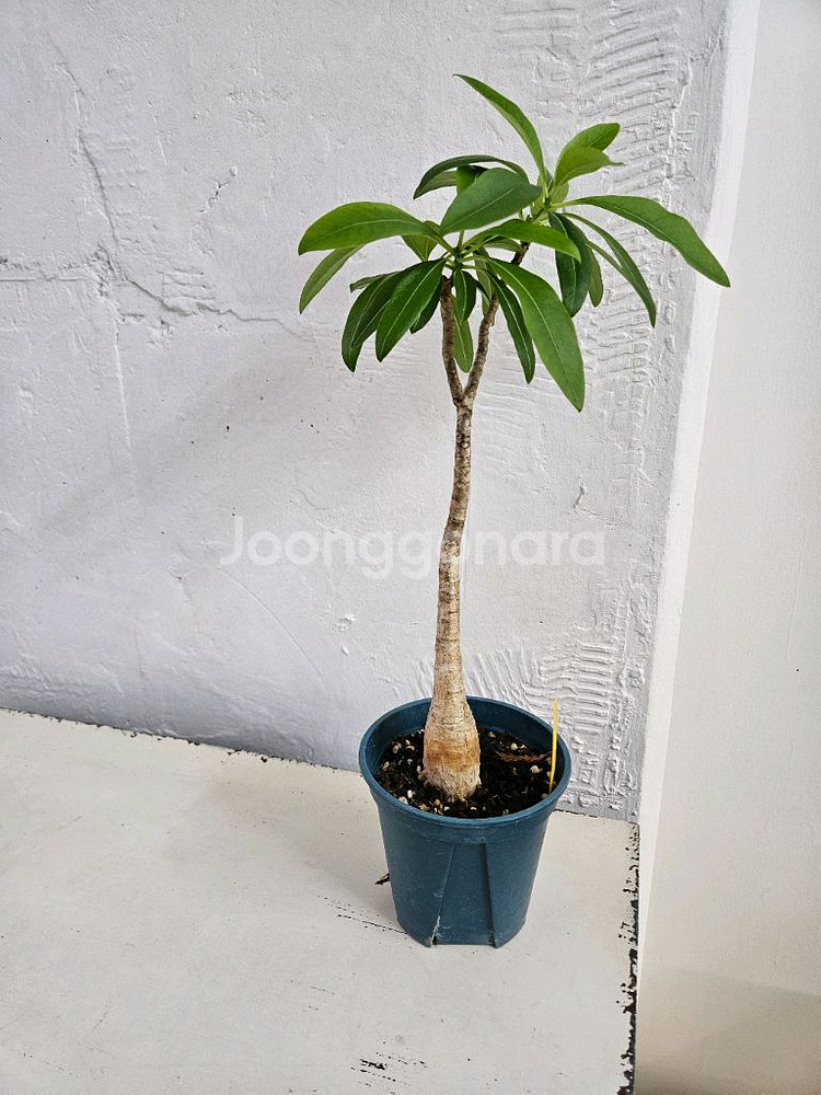 파키포디움 데카리 아프리카식물--0