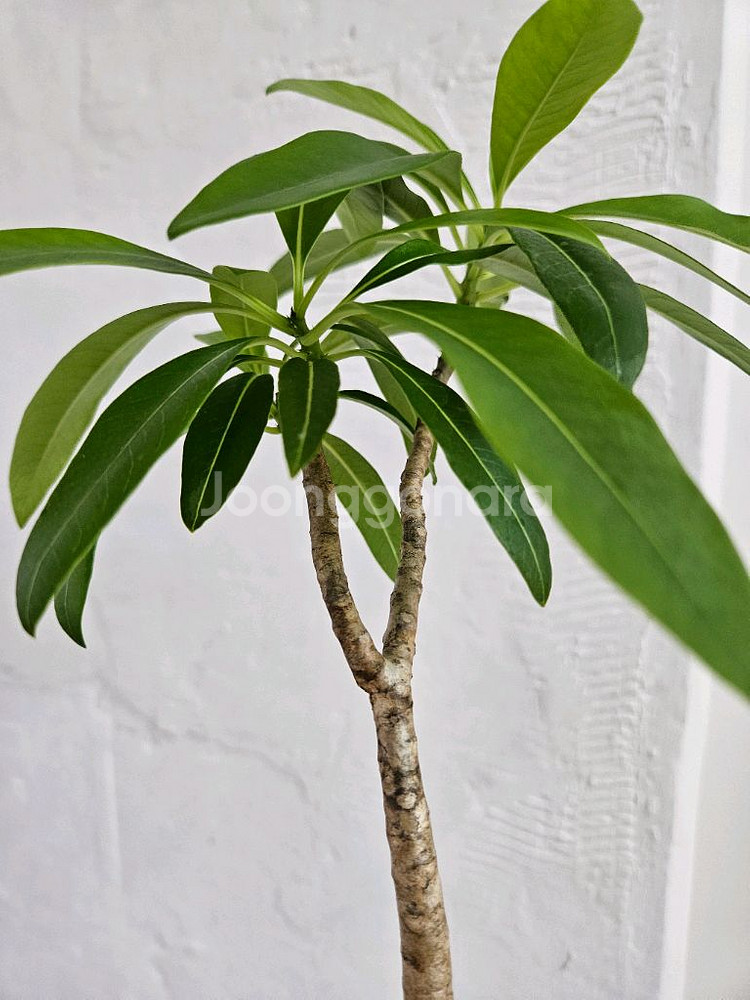 파키포디움 데카리 아프리카식물--3