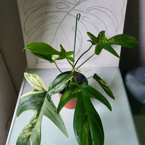 플로리다 뷰티 바리에가타