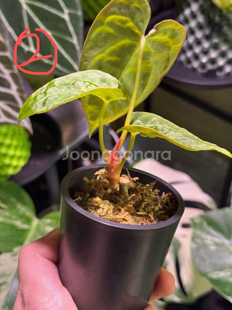 안스리움 파필 HB x 파필 정글러--3