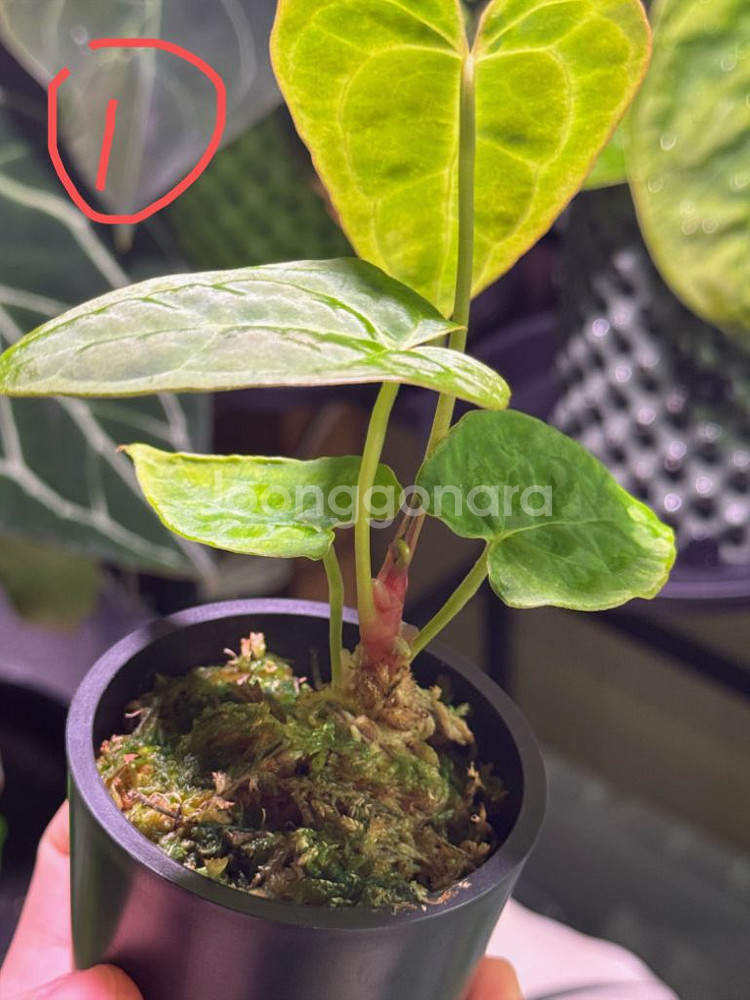 안스리움 파필 HB x 파필 정글러--1