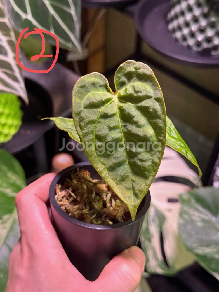 안스리움 파필 HB x 파필 정글러--2