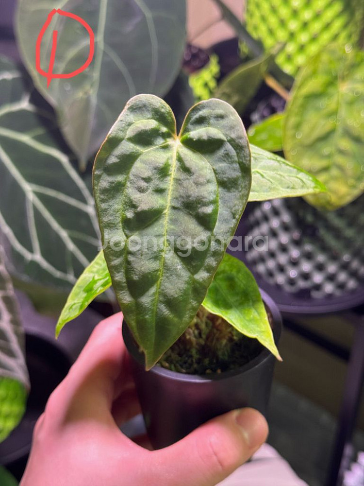 안스리움 파필 HB x 파필 정글러--0