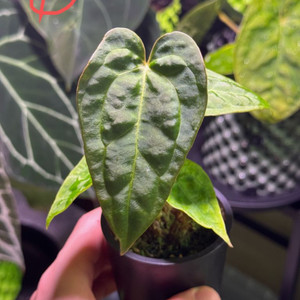 안스리움 파필 HB x 파필 정글러