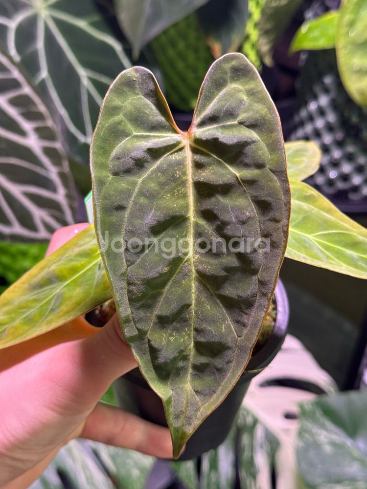 안스리움 파필 HB x 파필 정글러--4