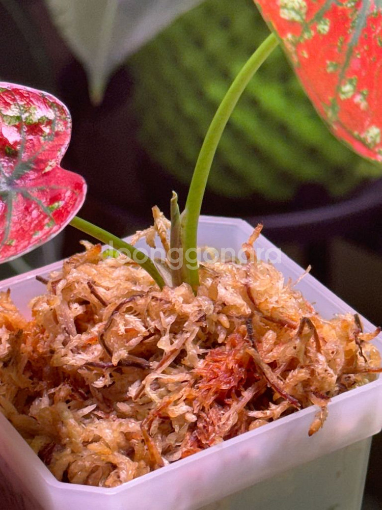 칼라디움 레드탱고(크리스마스)--1