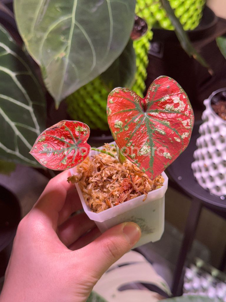 칼라디움 레드탱고(크리스마스)--0