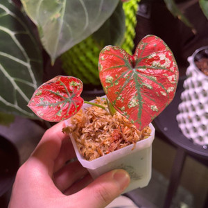 칼라디움 레드탱고(크리스마스)