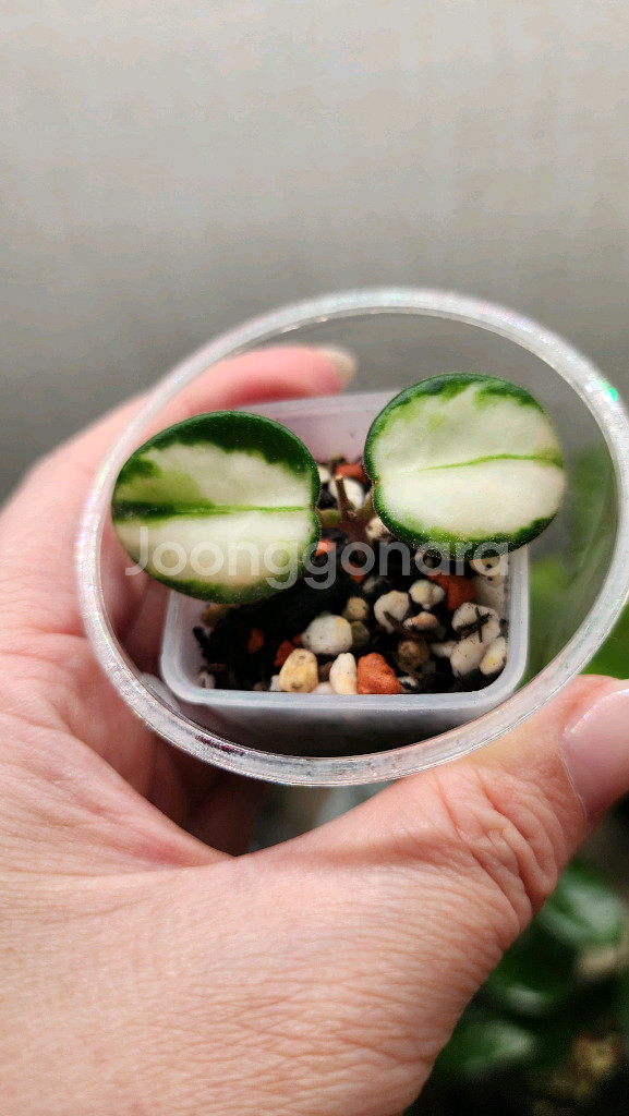 호야 마틸드 바리에가타--2
