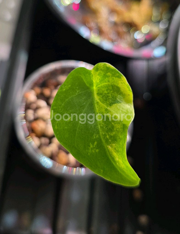 알로카시아 플레밍기아나 바리--2