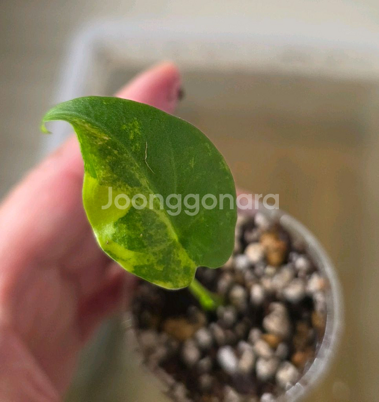 알로카시아 플레밍기아나 바리--0