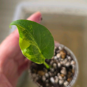 알로카시아 플레밍기아나 바리