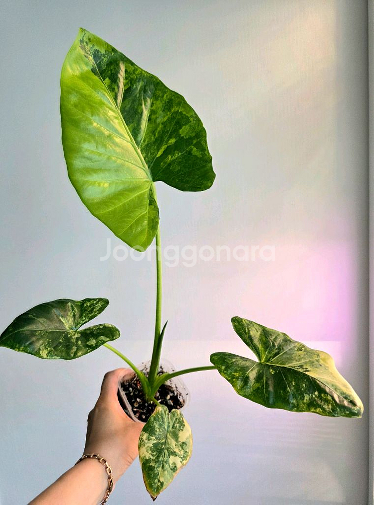 알로카시아 플레밍기아나 바리--3