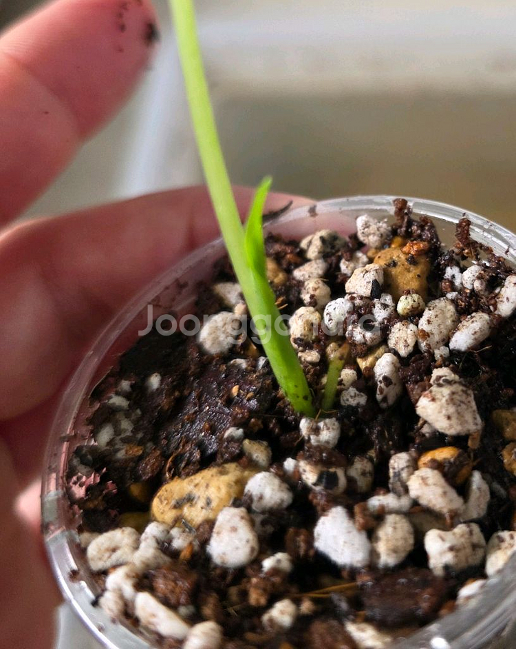 알로카시아 플레밍기아나 바리--1