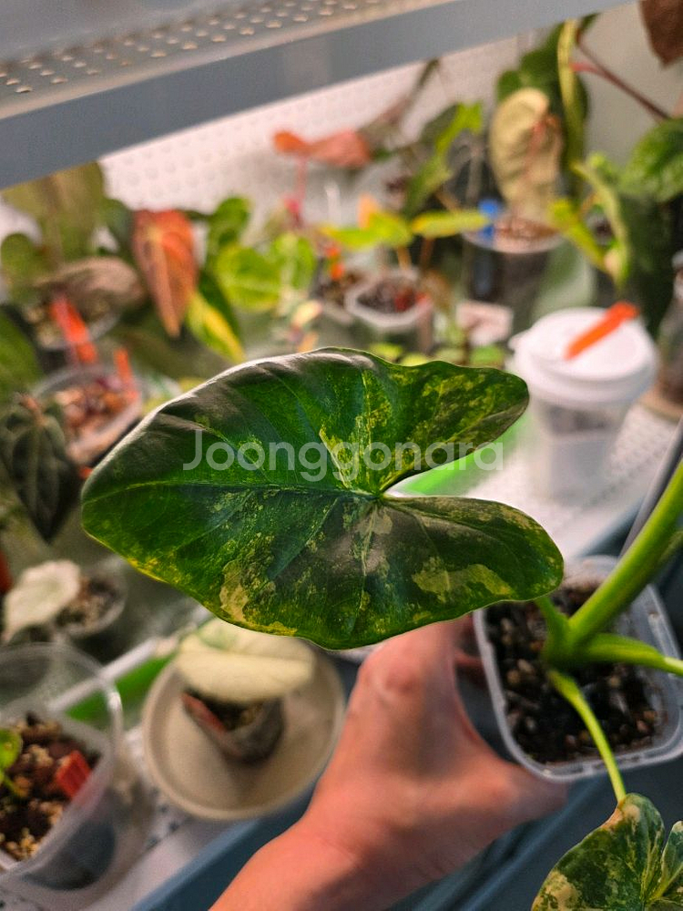 알로카시아 플레밍기아나 바리--5