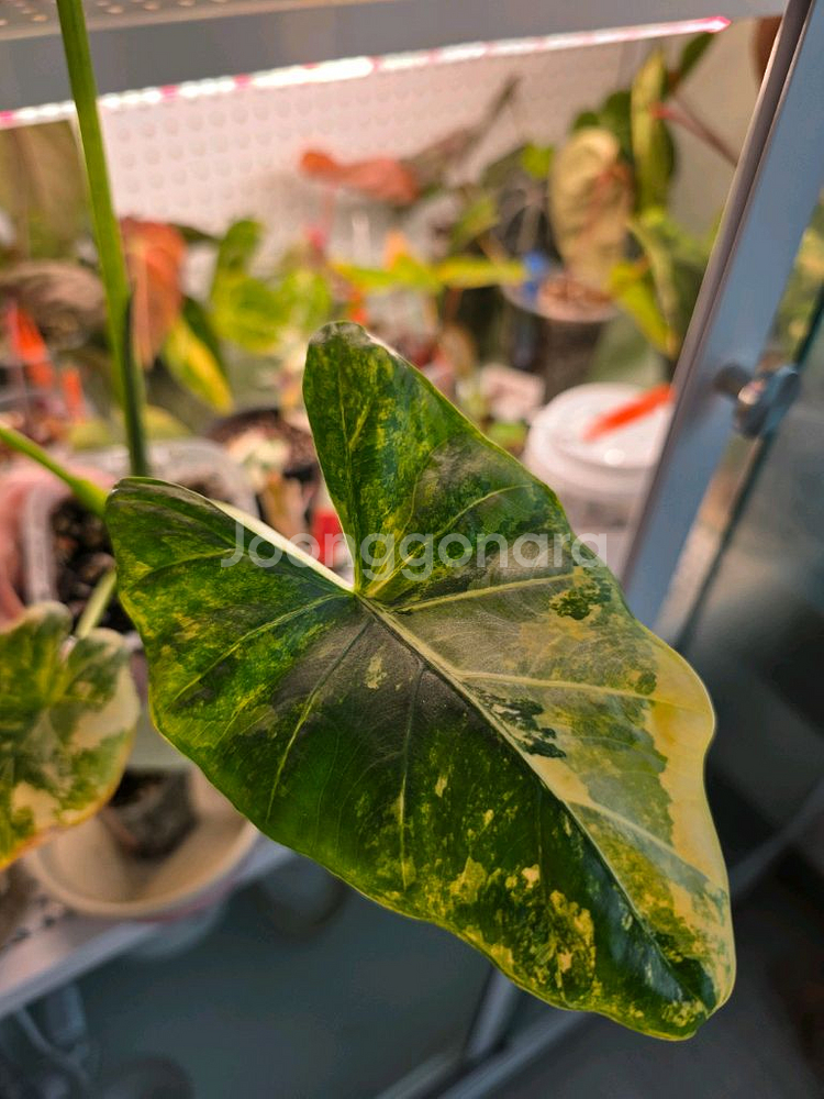 알로카시아 플레밍기아나 바리--4