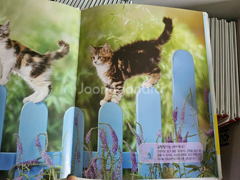 블루래빗 키즈 생생자연관찰 전집 60권--3