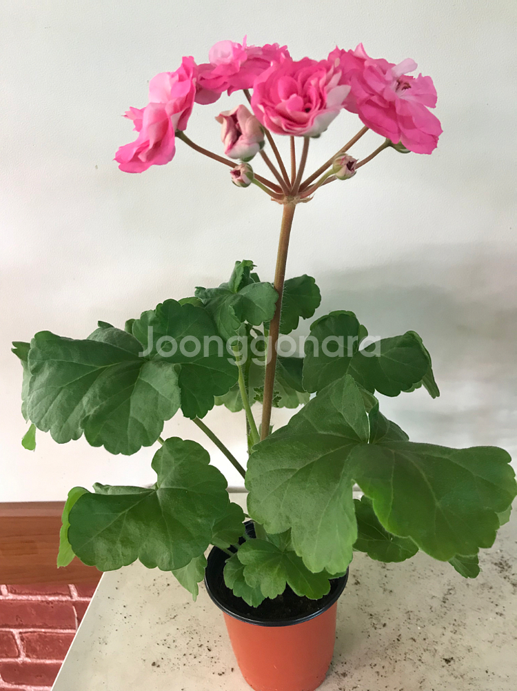 Ta메이로즈 러시아 제라늄--2
