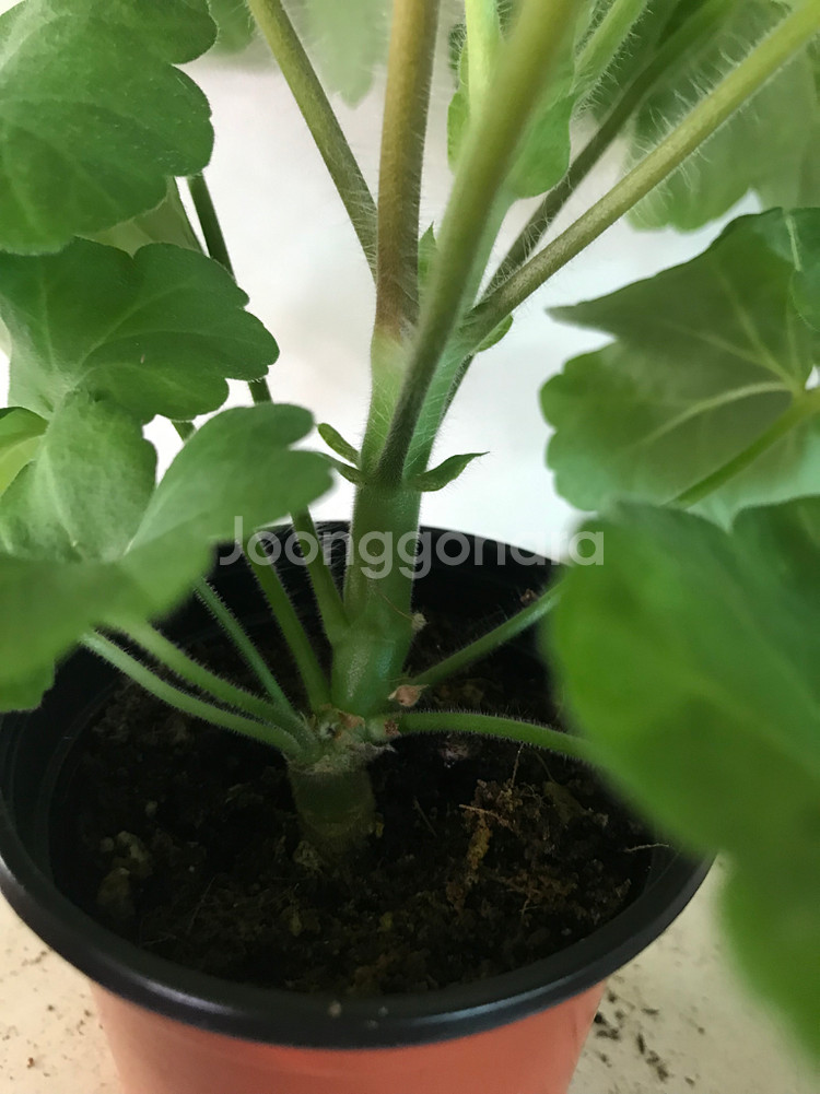 Ta메이로즈 러시아 제라늄--6