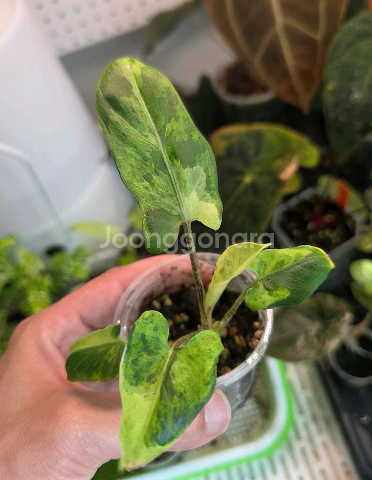 알로카시아 로터바키아나 민트 바리에가타--1