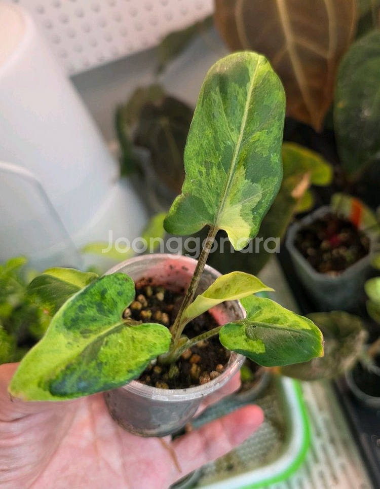 알로카시아 로터바키아나 민트 바리에가타--0