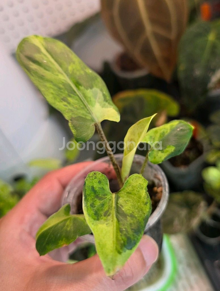 알로카시아 로터바키아나 민트 바리에가타--2