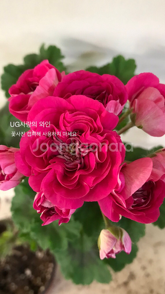 UG사랑의와인 러시아 제라늄--0