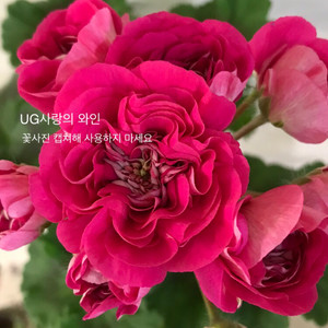 UG사랑의와인 러시아 제라늄