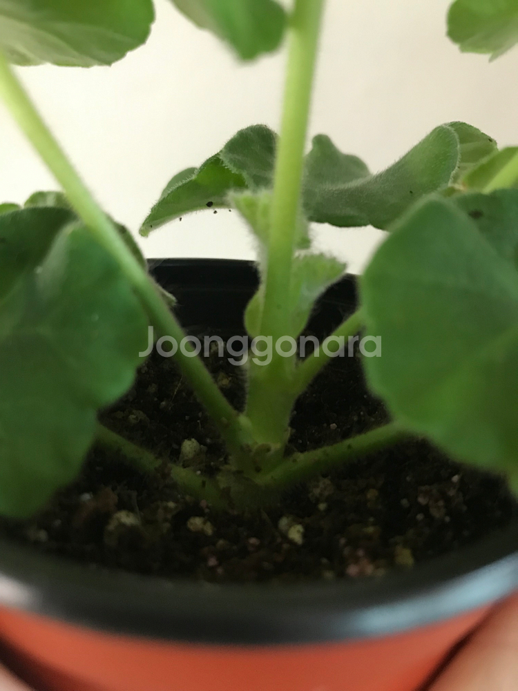 뷰티풀에스더 러시아 제라늄--4