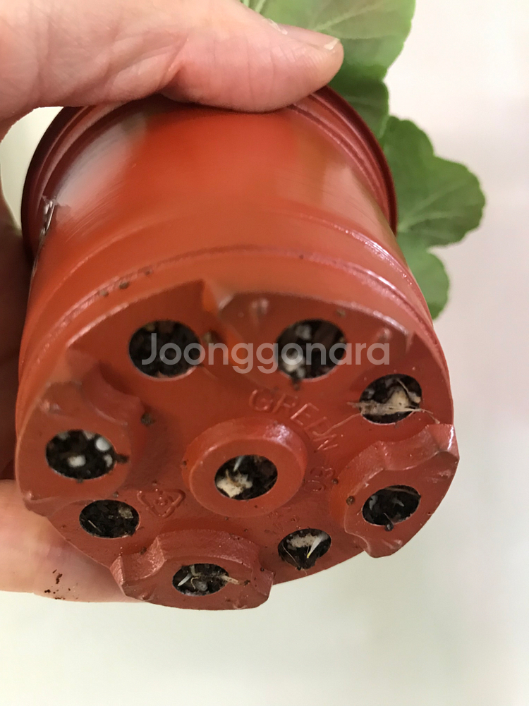 뷰티풀에스더 러시아 제라늄--6