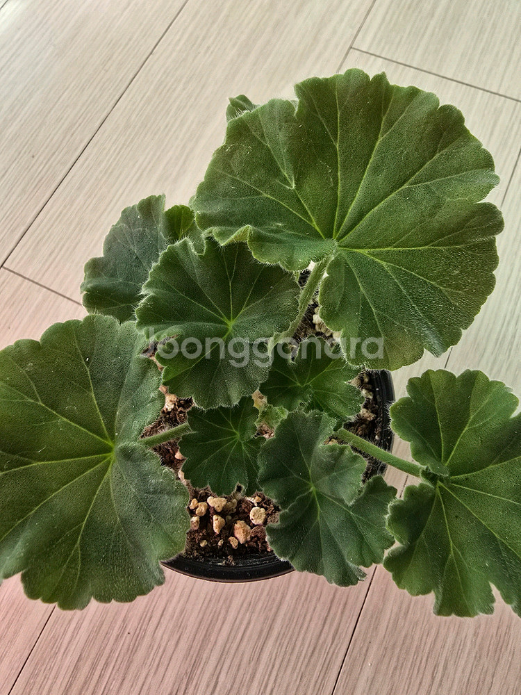 차밍보르도 제라늄--0