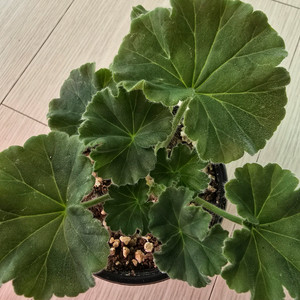 차밍보르도 제라늄