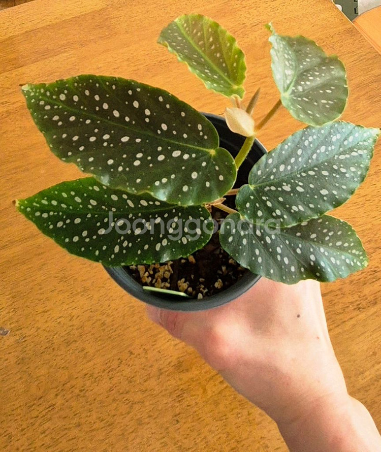 (가격내림)베고니아 루바게이--2