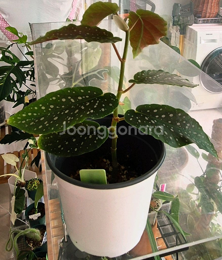 (가격내림)베고니아 루바게이--3