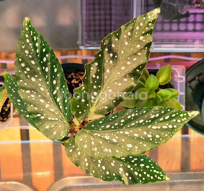 (가격내림)베고니아 루바게이--0