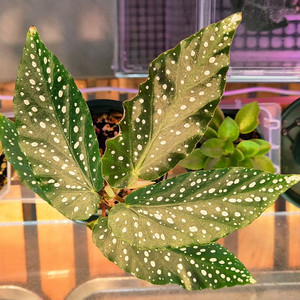 (가격내림)베고니아 루바게이