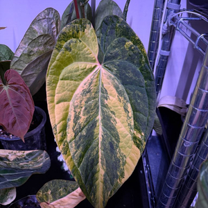 안스리움 바리에가타 카이저 바텀 순화묘