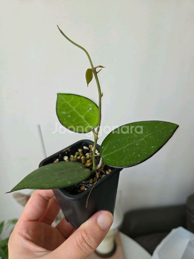 호야 파라시카 블랙마진--0