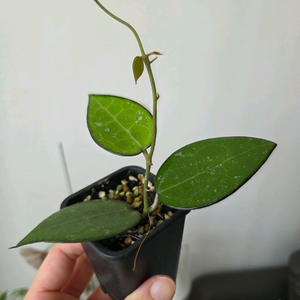 호야 파라시카 블랙마진