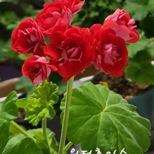 제라늄. 윈터초이스