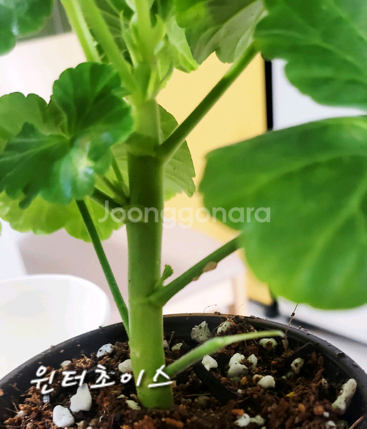 제라늄. 윈터초이스--1
