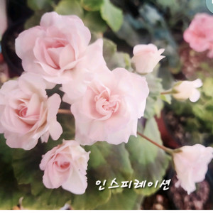 제라늄. 인스피레이션
