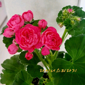 제라늄. 다이너스티다지