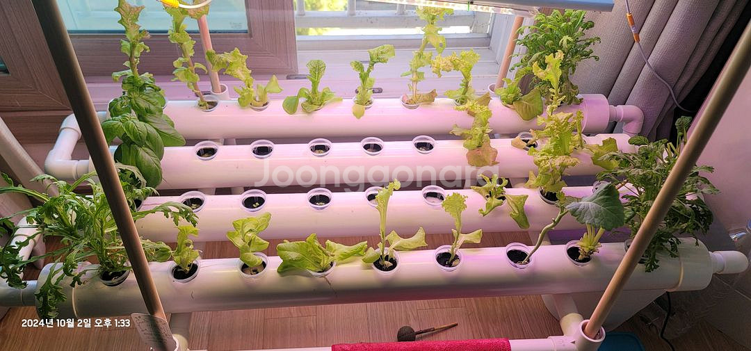 수경재배기 야채 상추재배 LED 식물 청경채 재배--1