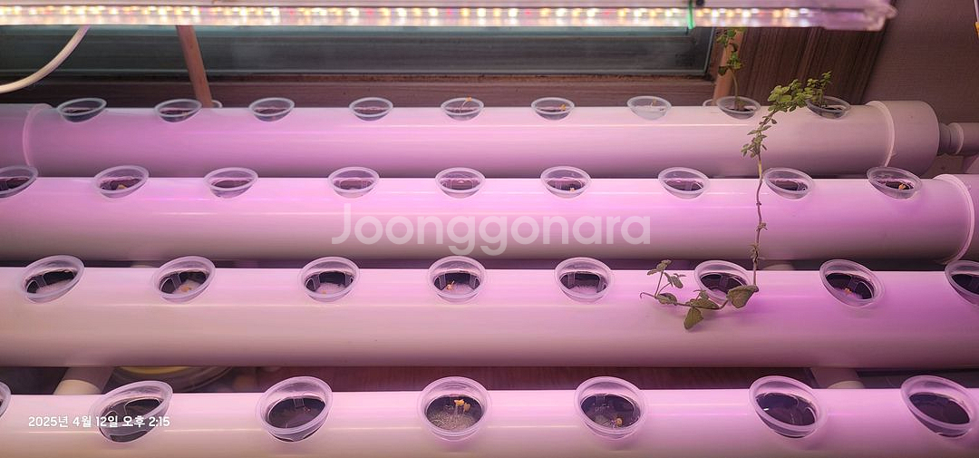 수경재배기 야채 상추재배 LED 식물 청경채 재배--2